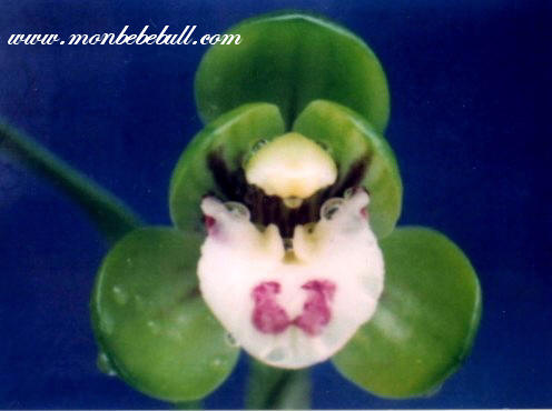 Chinese Cymbidium 4.jpg